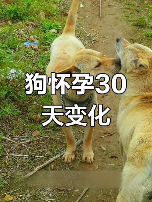 泰国三代试管婴儿费用花费与价格概览