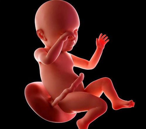 日本试管婴儿费用查询 试管婴儿在日本需要花费多少