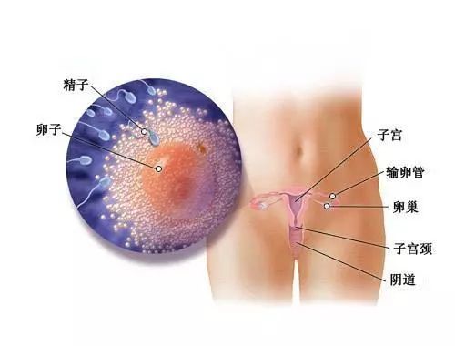 原发性不孕 试管婴儿医生 为什么不让我直接做试管啊 原发性不孕 试管婴儿医生 为什么不让我直接做试管啊