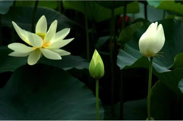 紫禁城建成600年金银纪念币