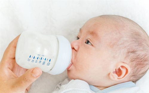 包子机全自动包子机价格